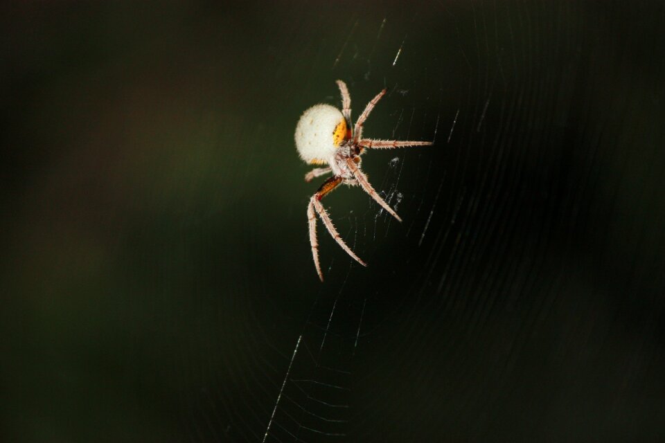 Spider web nocturnal