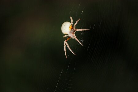 Spider web nocturnal