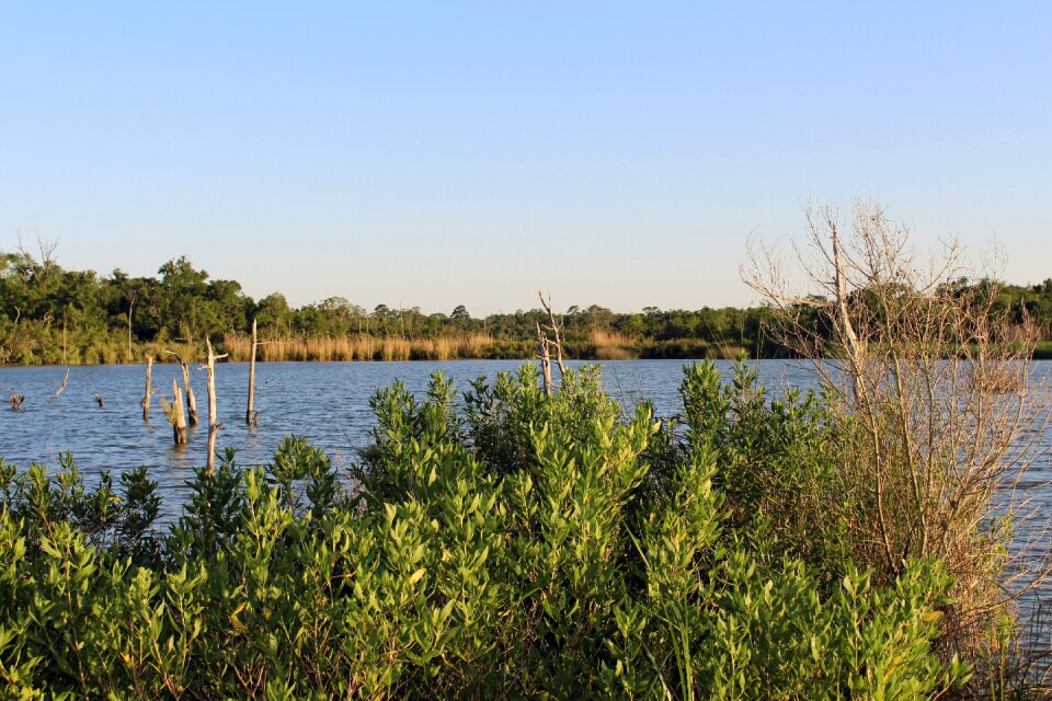 Water landscape forest