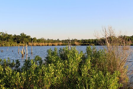 Water landscape forest