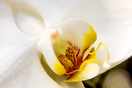 Flower butterfly orchid blossom photo