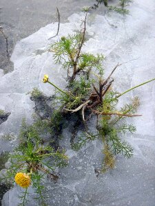 Flower yellow winter