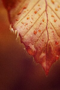 Macro rain mood photo