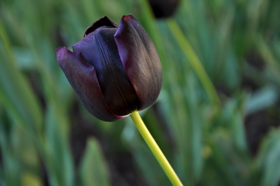 Tulips burgas black