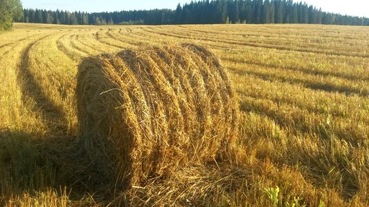 August straw bale field