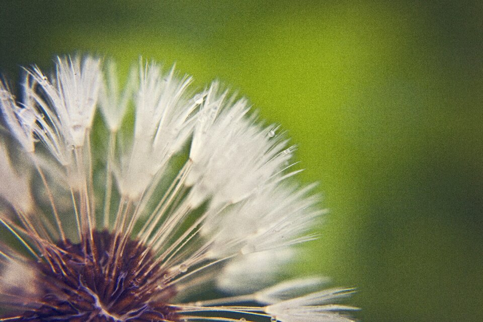 Plant landscape meadow