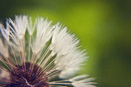 Plant landscape meadow
