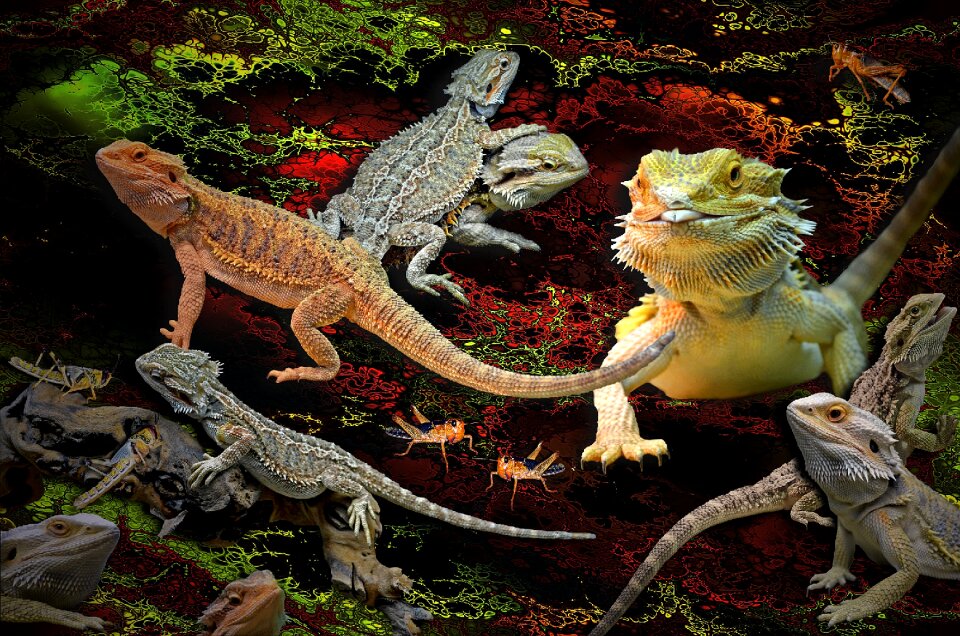 Agamas pogona bearded dragons pogona vitticeps
