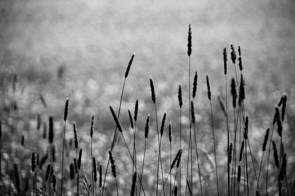 Monochrome gloomy mourning