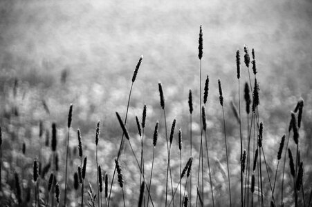 Monochrome gloomy mourning