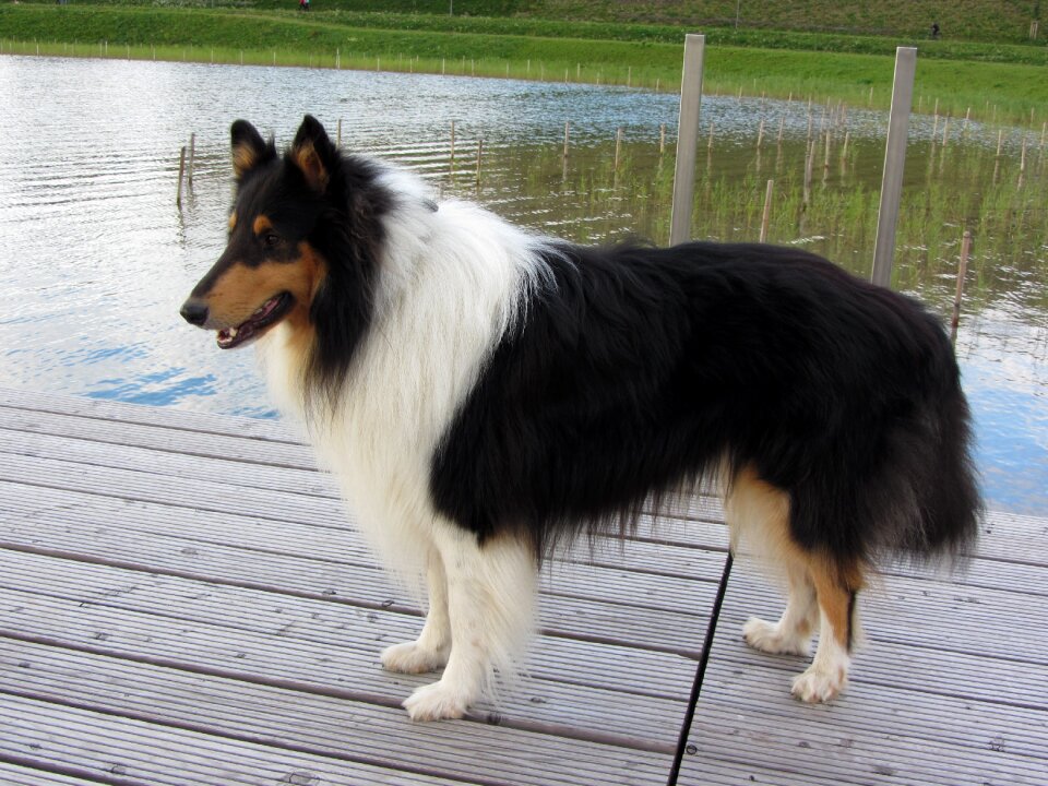 Purebred dog view animal