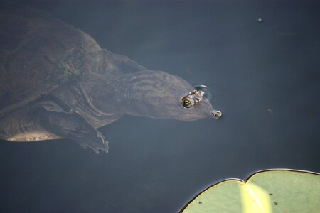 Eyes reptile