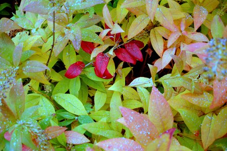 November nature fall