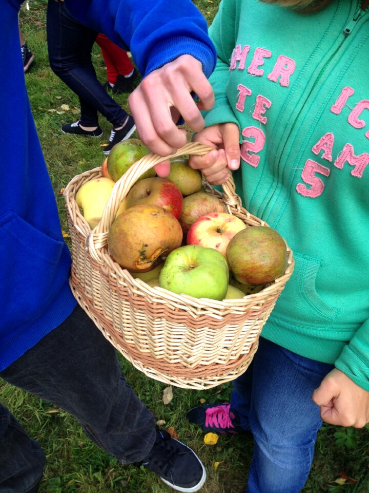 Basket harvest fruit