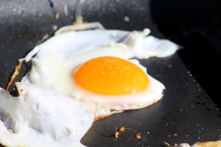 Pan egg protein photo