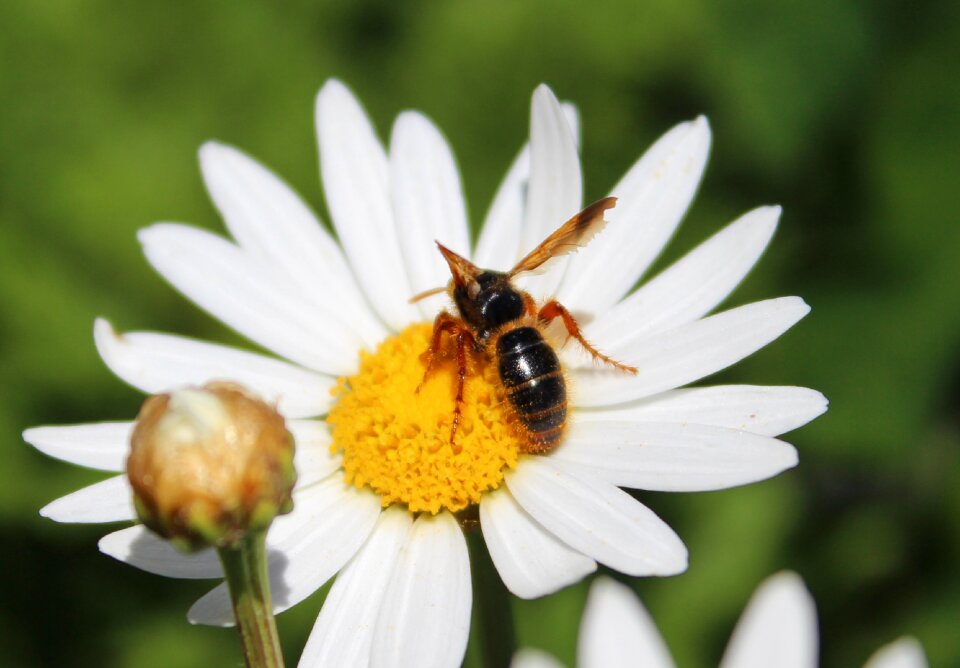 Pollination pollen yellow