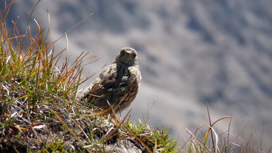 Little sparrow little bird nature