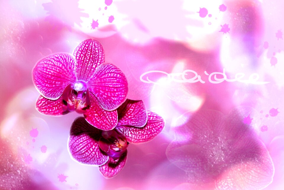 Bloom plant bokeh purple