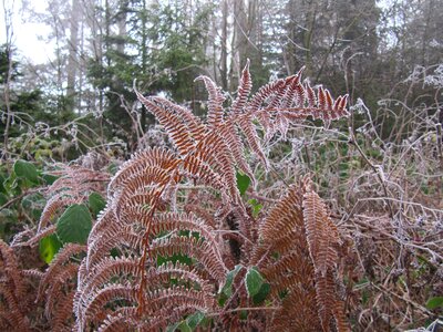 Plant flora fiddlehead