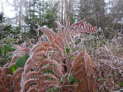 Plant flora fiddlehead photo