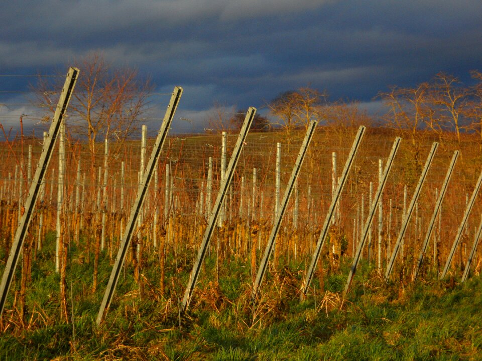 Wine region vineyard wine