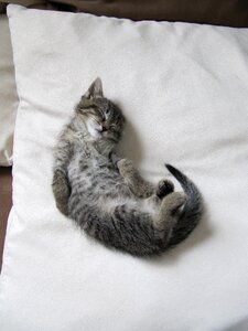 Young cat domestic cat sleeping photo