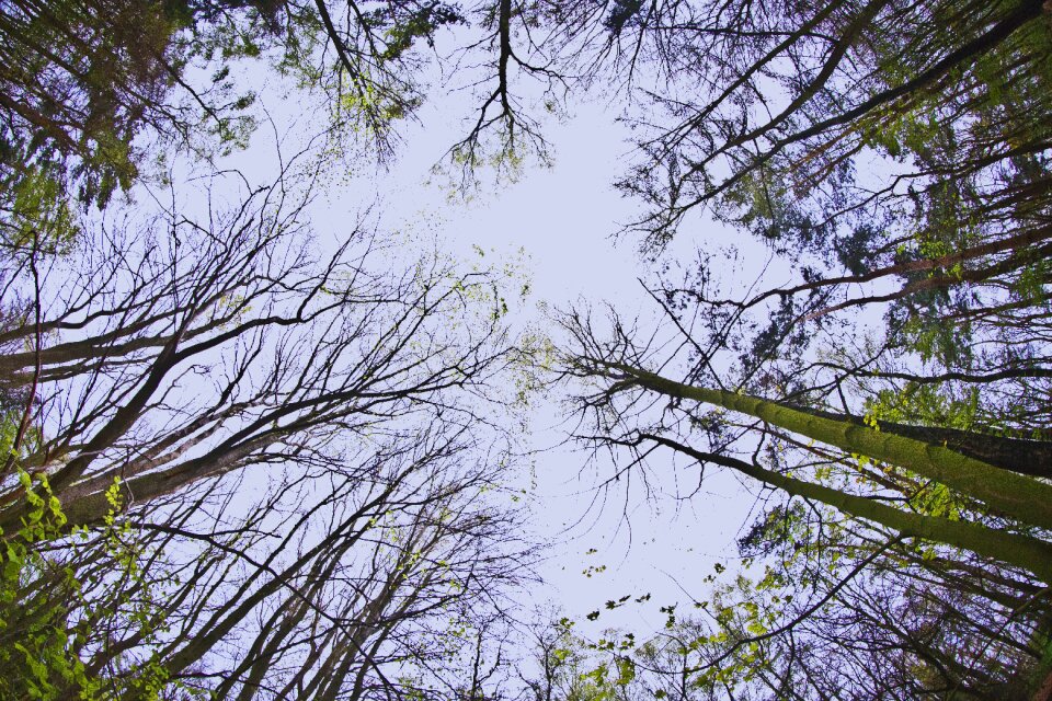 Leaves canopy forest