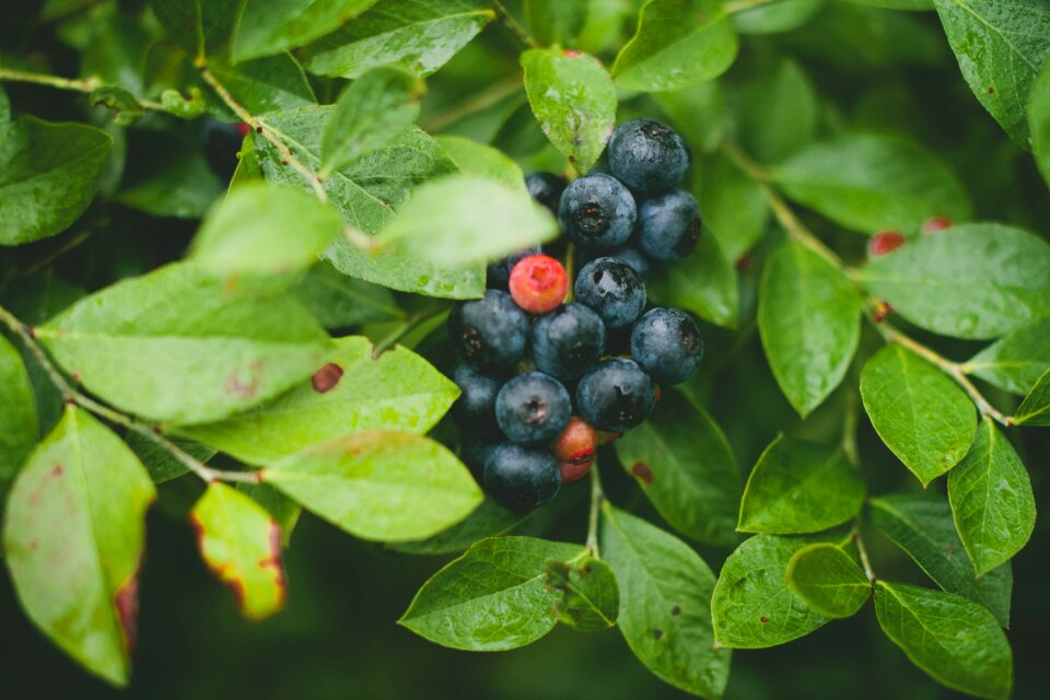 Fruit fresh sweet