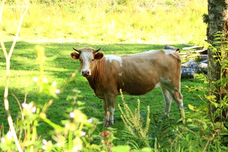 Cows animal alm