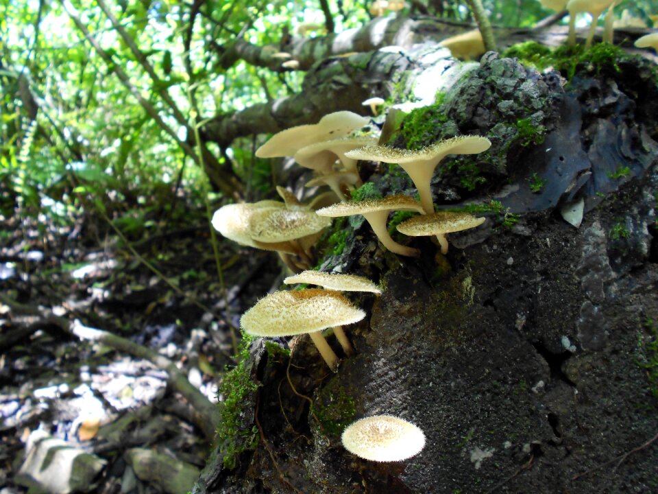 Forest floor forest