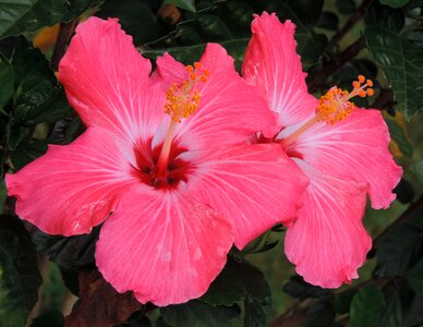 Floral tropical plant photo