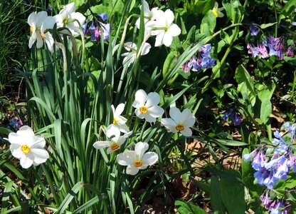 Nature narcissus flora