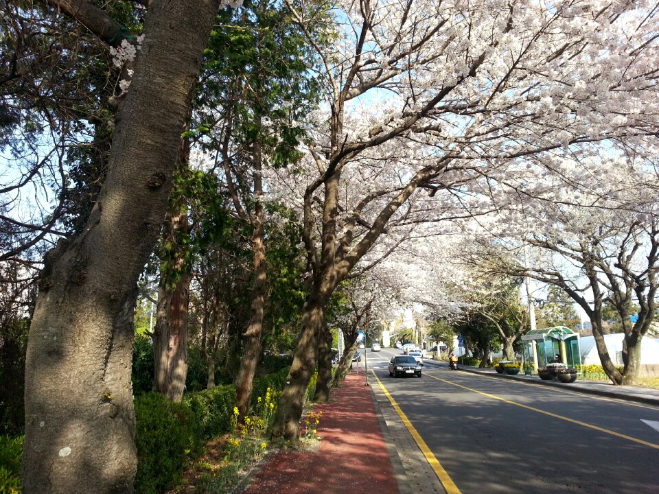 Cherry blossoms flowers korean