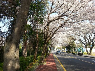 Cherry blossoms flowers korean