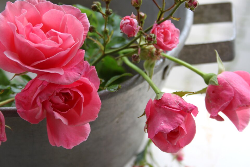 Roses pink rose nature