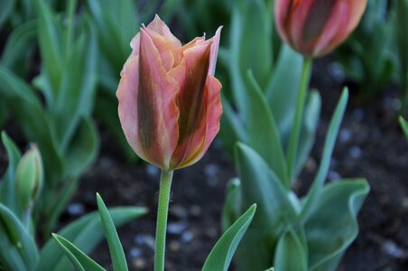 Flora tulips burgas photo