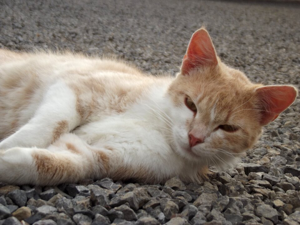 Tomcat rest laziness