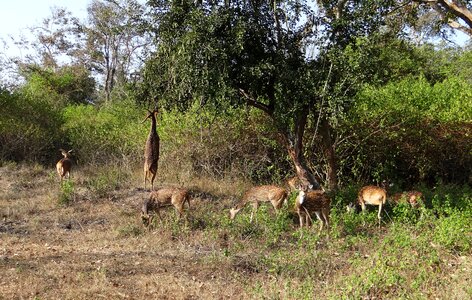 Deer wildlife mammal