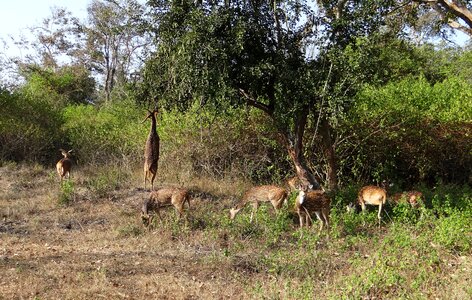 Deer wildlife mammal photo