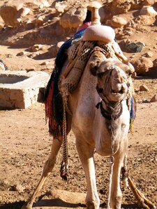 Egypt sinai camel photo