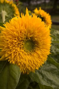 Summer plants garden flora