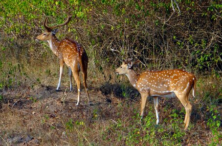 Deer wildlife mammal photo