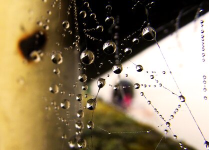 Web water droplets pearl