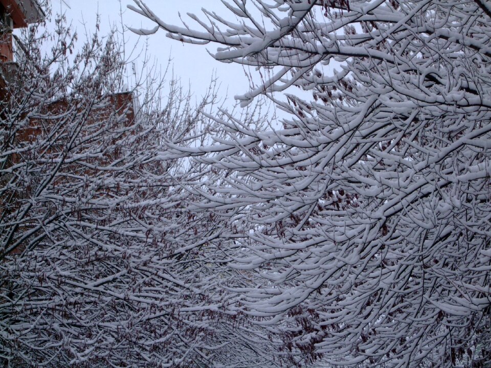 Snow trees winter