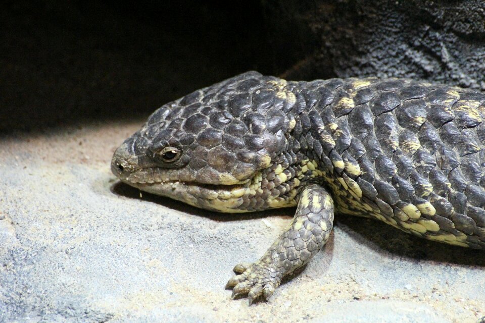 Tiliqua rugosa skinks pinecone skink
