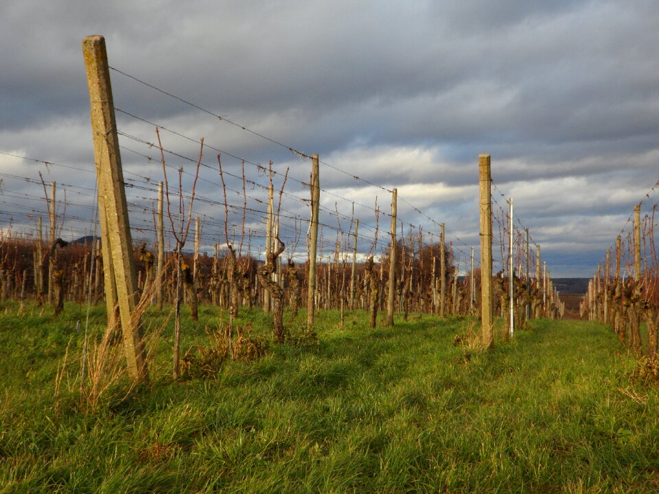 Wine region vineyard wine photo