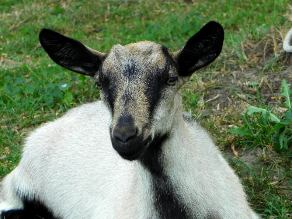 Livestock pasture young animal