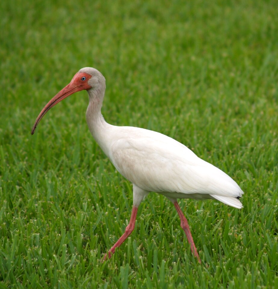 Bird florida beak photo