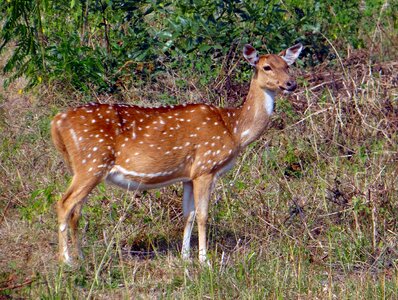 Deer wildlife mammal