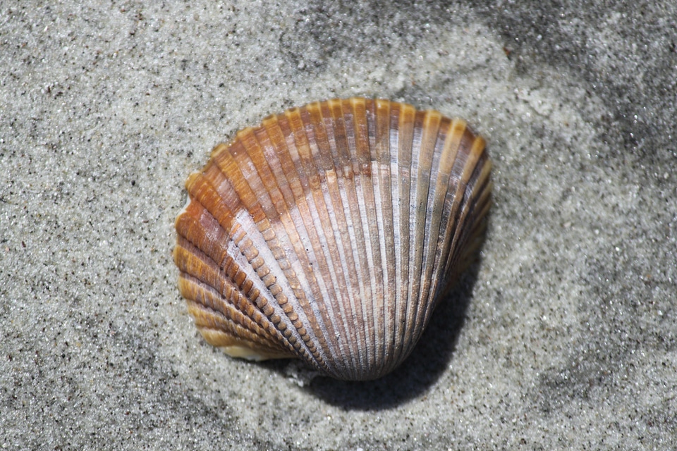 Oyster seashore marine